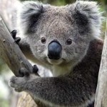 The Koala is one of the most popular and recognizable animals in Australia.