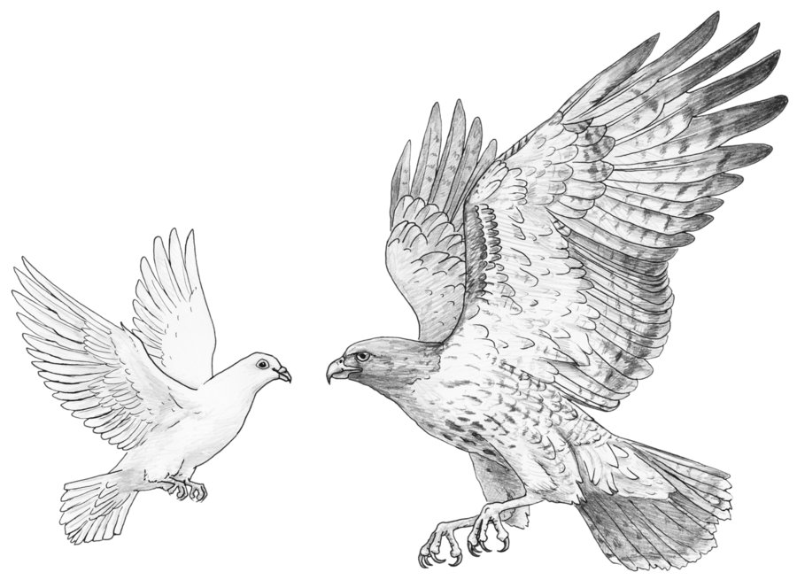 hawk_and_dove_commission_by_silvercrossfox-d564iom