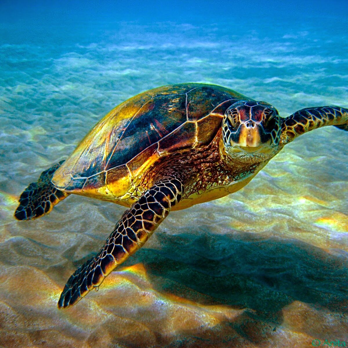 ソニーエンジェル　金亀　黄金亀 gold turtle ソニーエンジェル 亀 カメ - メルカリ