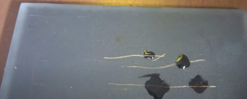 Photo of a gold scratch test